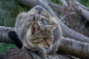 Wildkatze1_DrTiloGeisel.jpg